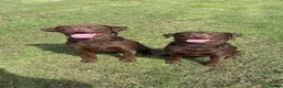 Labrador Retriever dogs for sale: 2x 2yo KC Registered chocolate Labrador boys - Advert 1