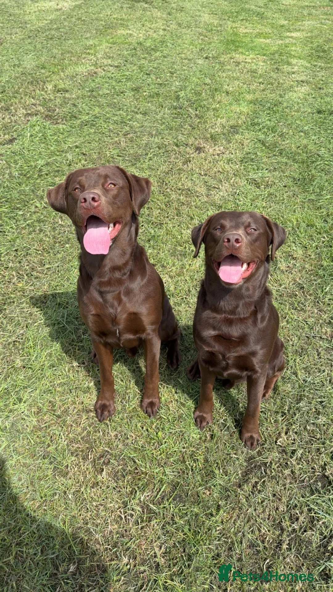 Labrador Retriever dogs for sale: 2x 2yo KC Registered chocolate Labrador boys - Advert 1