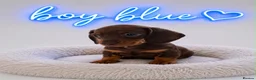 Miniature Dachshund dogs for sale: 🐶🐶🐶❤️❤️❤️❤️miniature Daschund puppies for sale  - Advert 3