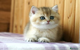 British Shorthair cats for sale: 🔥Champion Line Golden British Shorthair Kittens🔥 - Image 11