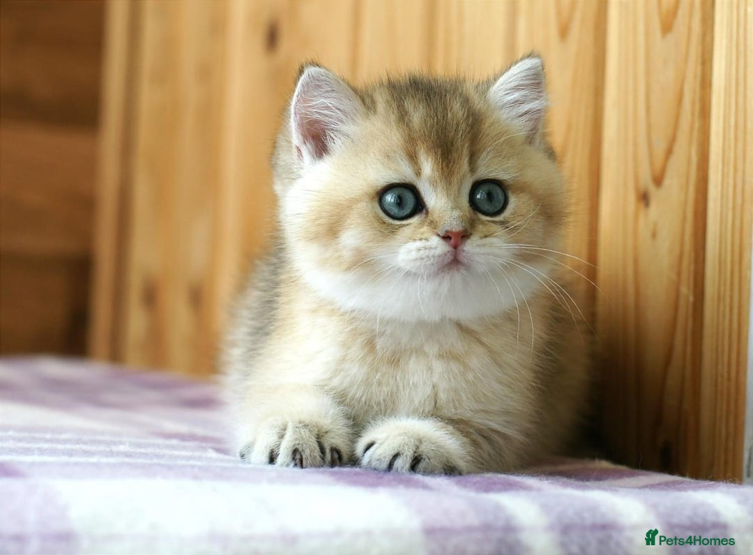 British Shorthair cats for sale: 🔥Champion Line Golden British Shorthair Kittens🔥 - Image 11