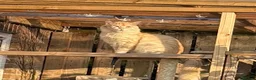 Maine Coon cats for sale: ONLY 3 BOYS REMAIN mainecoon kittens  - Advert 6
