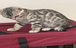 Bengal cats for sale: Silver charcoal bengals pets/queens/studs - Image 6