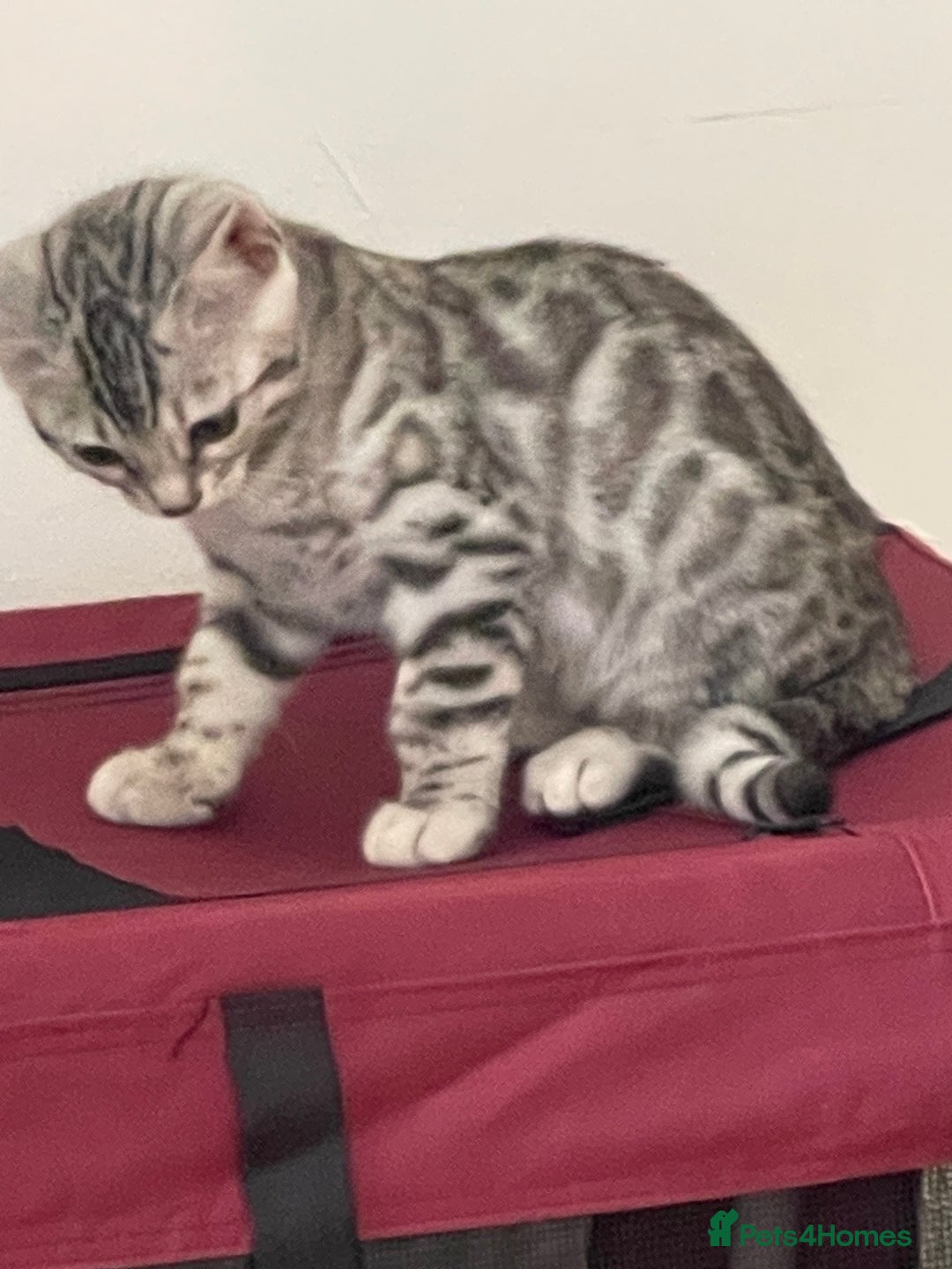 Bengal cats for sale: Silver charcoal bengals pets/queens/studs - Image 6