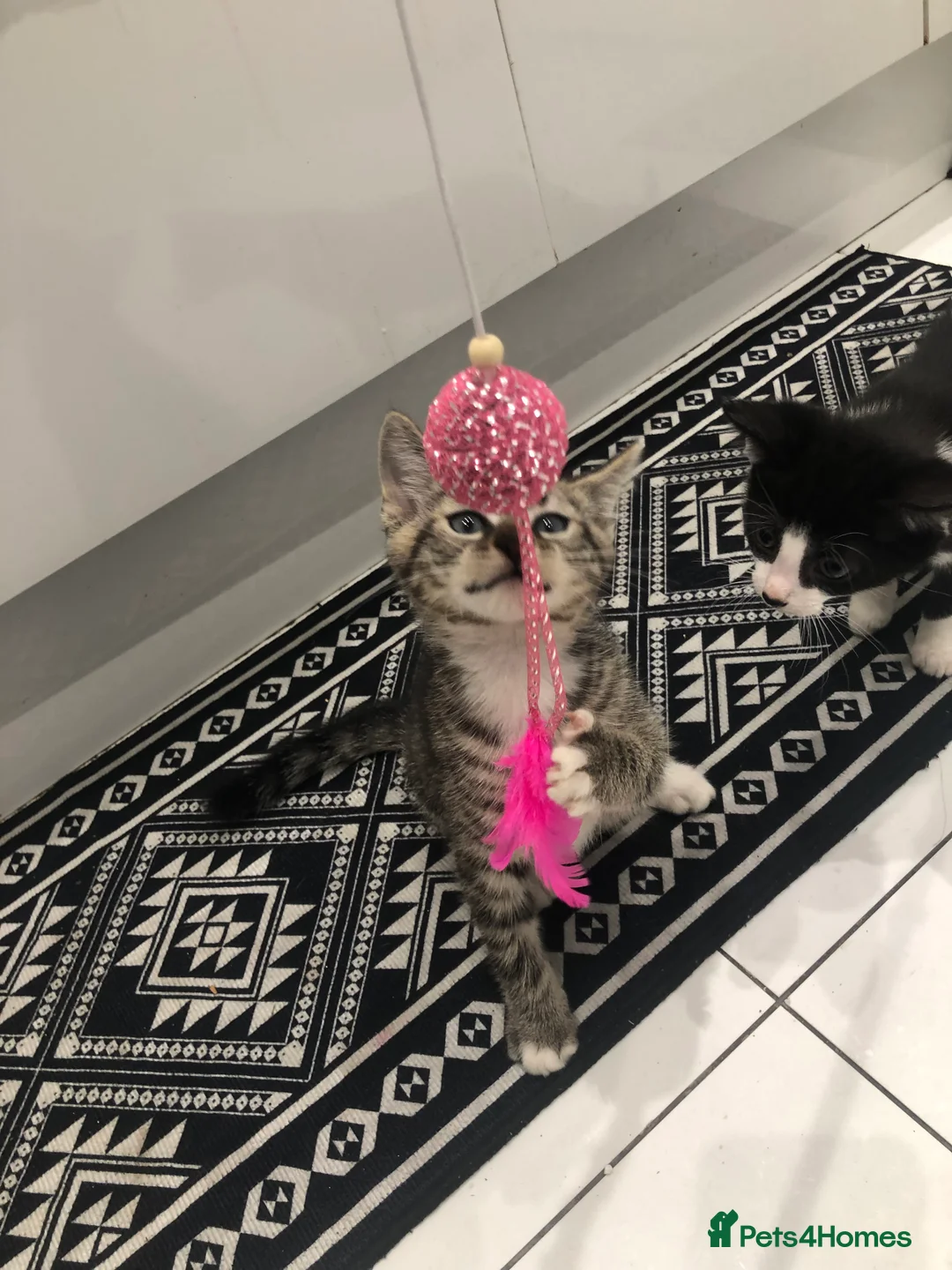 Mixed Breed cats for sale: 3 Lovely Kittens Ready Now  - Advert 3