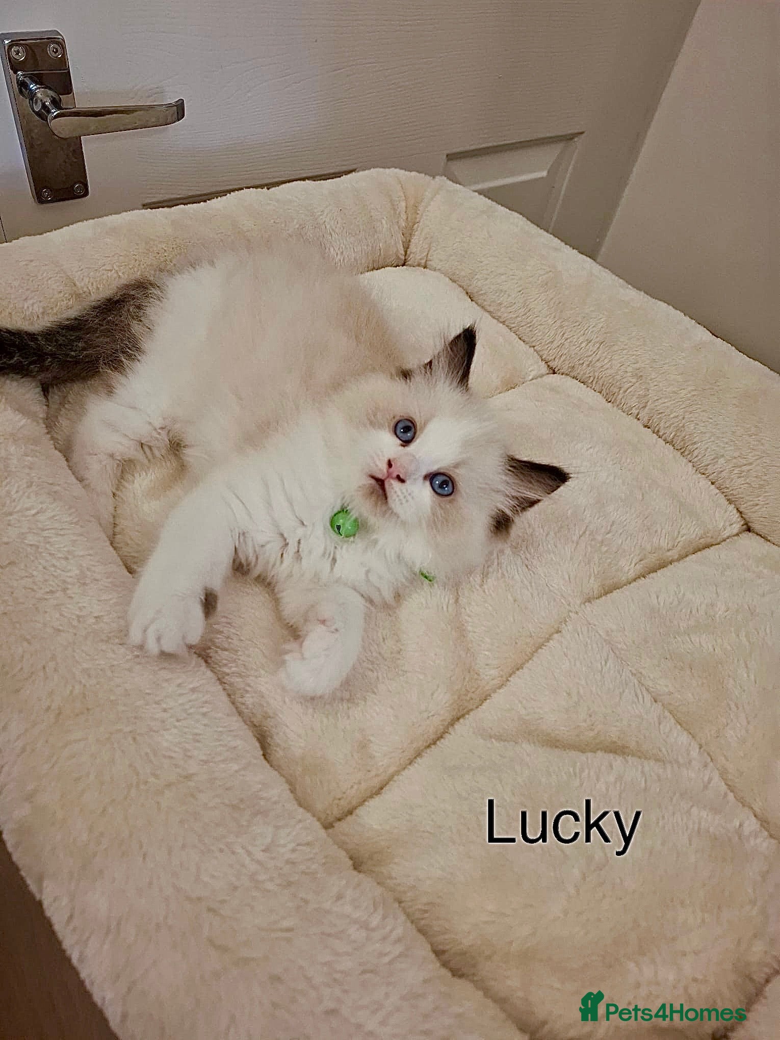 Ragdoll cats Purebread Ragdoll Kittens - TICA YORKSHIRE - Advert 1