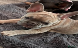 French Bulldog dogs for sale: LILAC Frawn 1girl pup left(I own both mom and dad) - Image 16