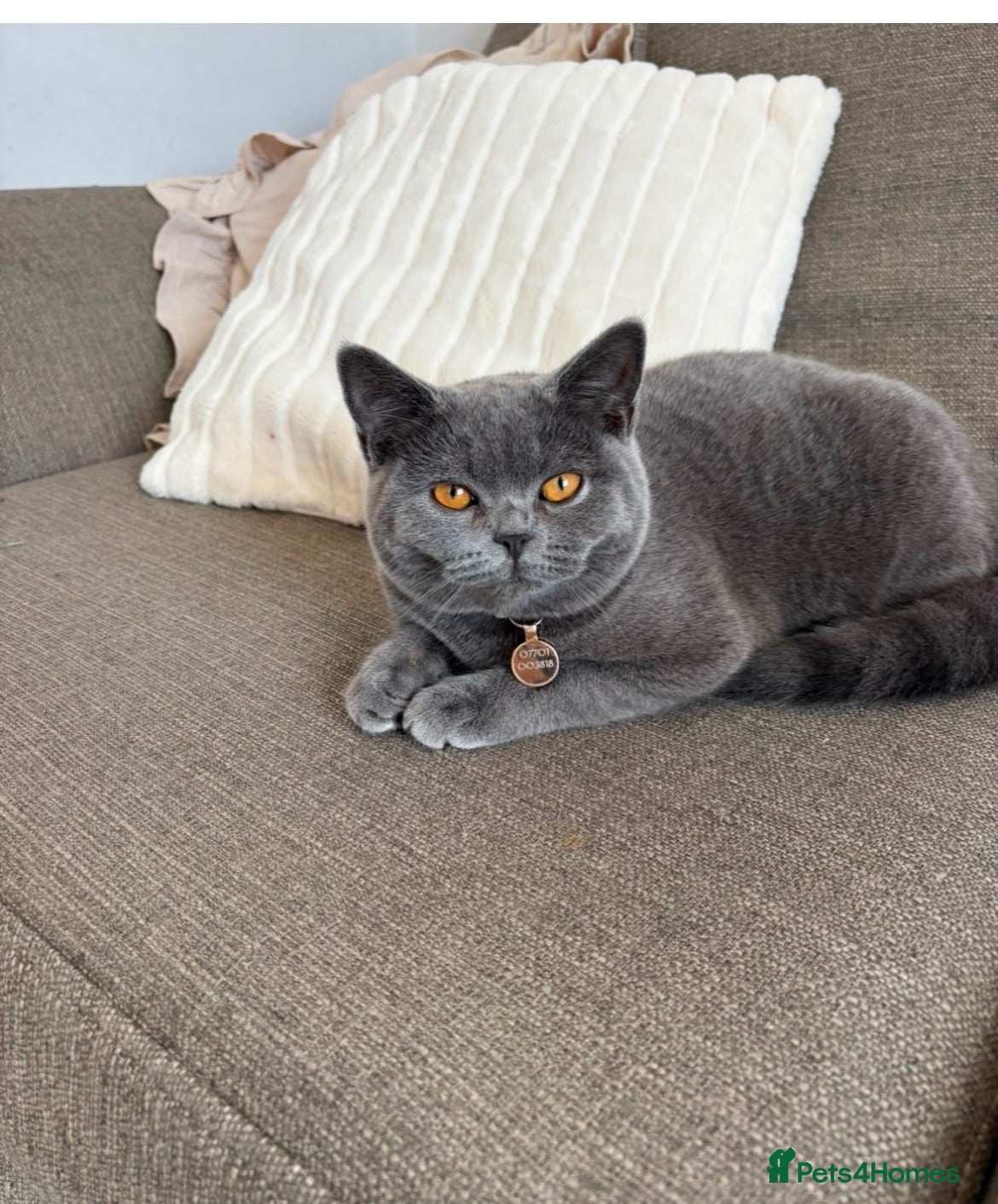 British Shorthair cats British shorthair kitten  - Advert 1