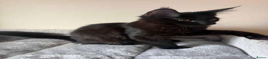 Maine Coon Kitten 1