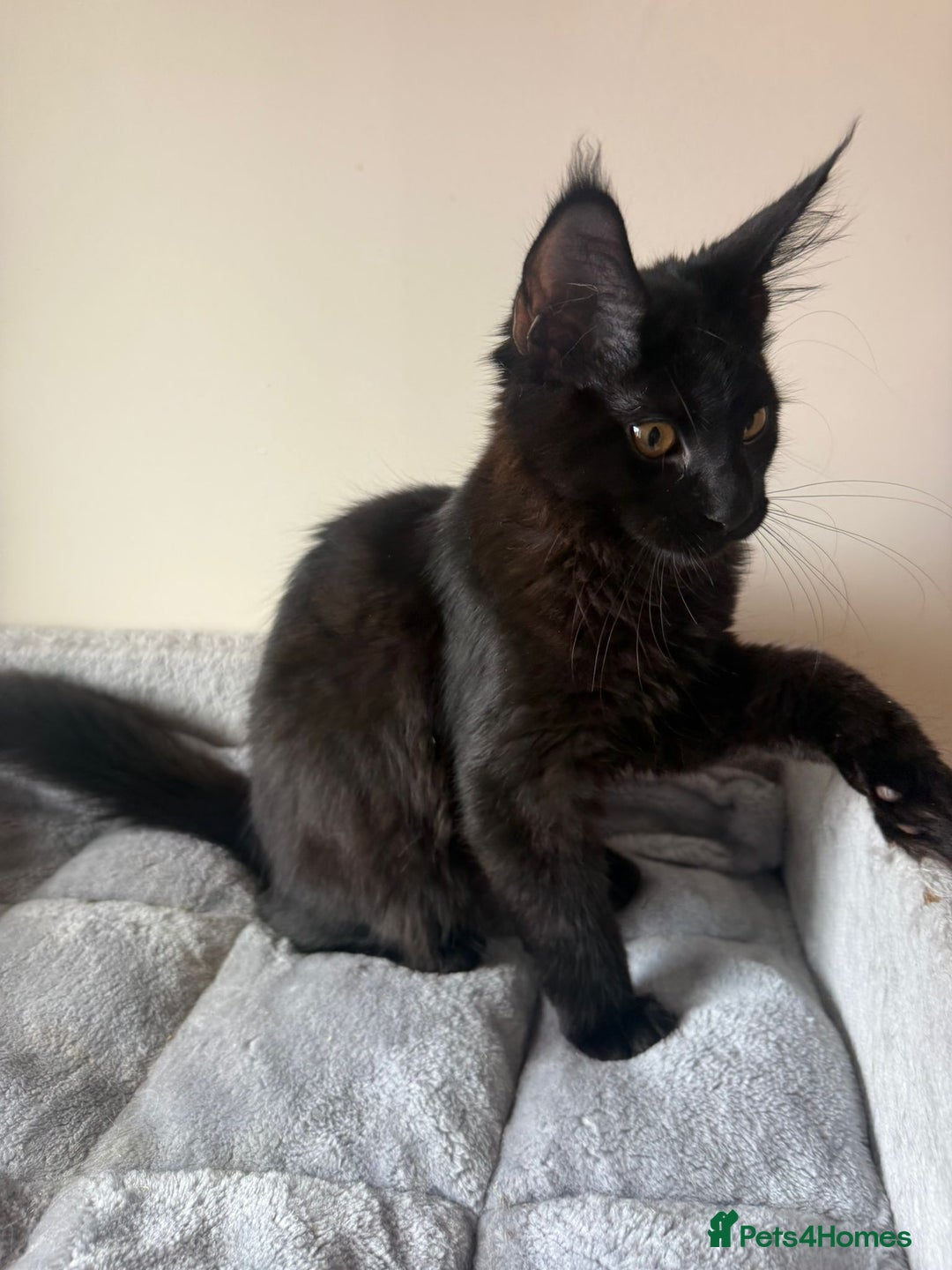 Maine Coon cats for sale: Very good price - Image 11