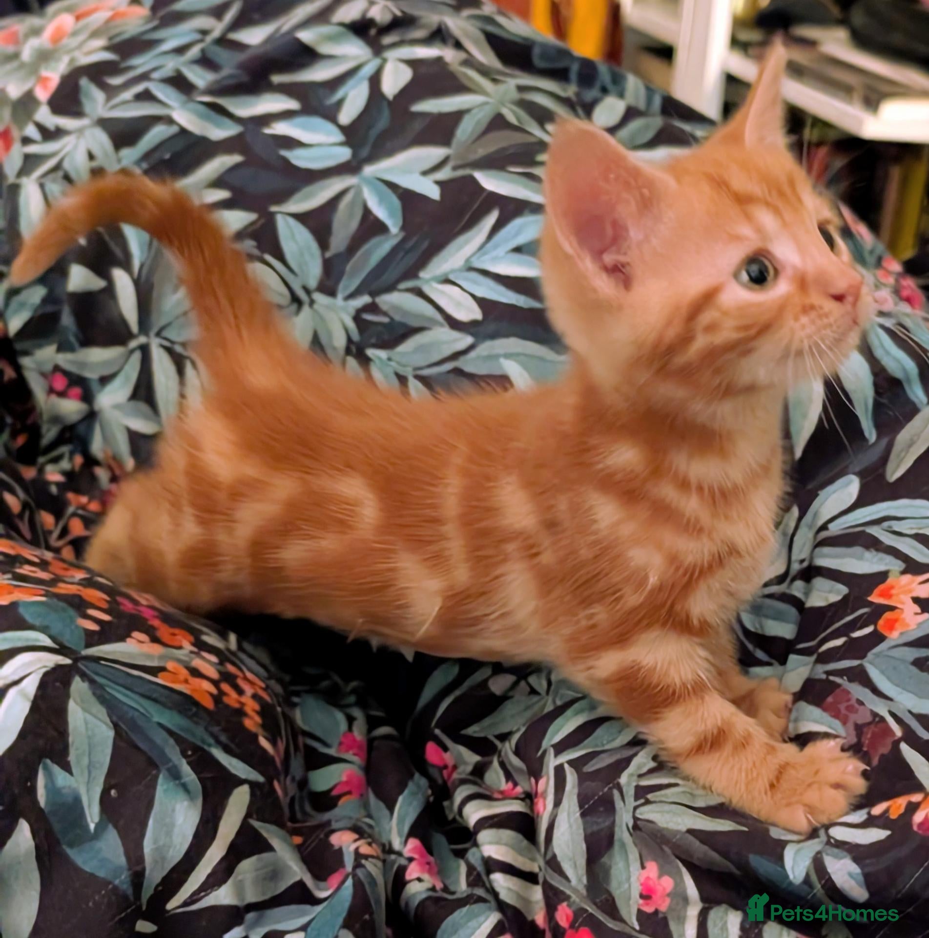 Domestic Shorthair cats Lovely kittens short and longhair  - Advert 1