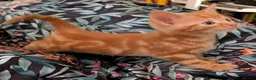 Domestic Shorthair cats for sale: Lovely kittens short and longhair  - Advert 1