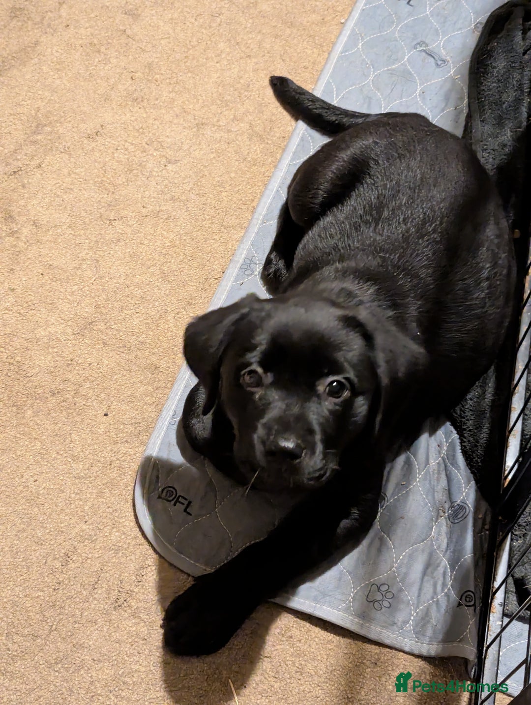 Goldador dogs for sale: 9 Week old Goldador Puppies - ready to go - Advert 10