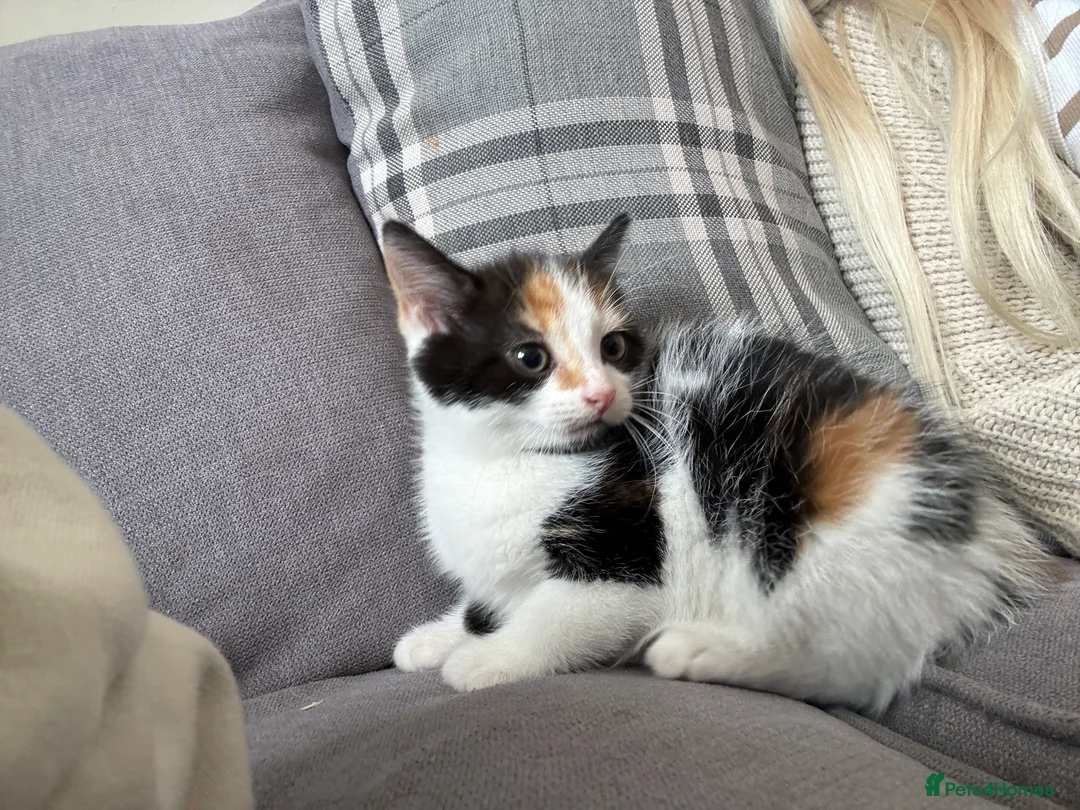 Mixed Breed cats for sale: Tortoise shell kitten  in Girvan - Advert 3
