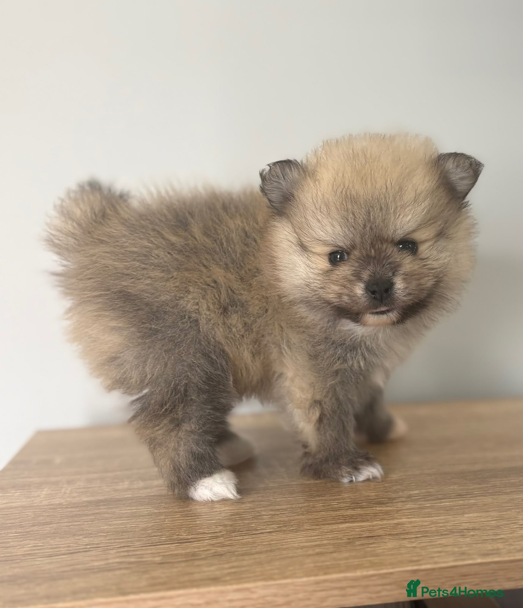 Pomeranian dogs 🐾KC REGISTERED STUNNING POMERANIAN PUPPIES 🐾 - Advert 10