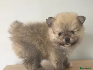 Pomeranian dogs 🐾KC REGISTERED STUNNING POMERANIAN PUPPIES 🐾 - Advert 10