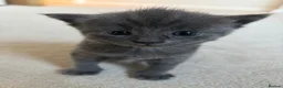 Nebelung cats for sale: Nebelung Kitties! - Advert 6