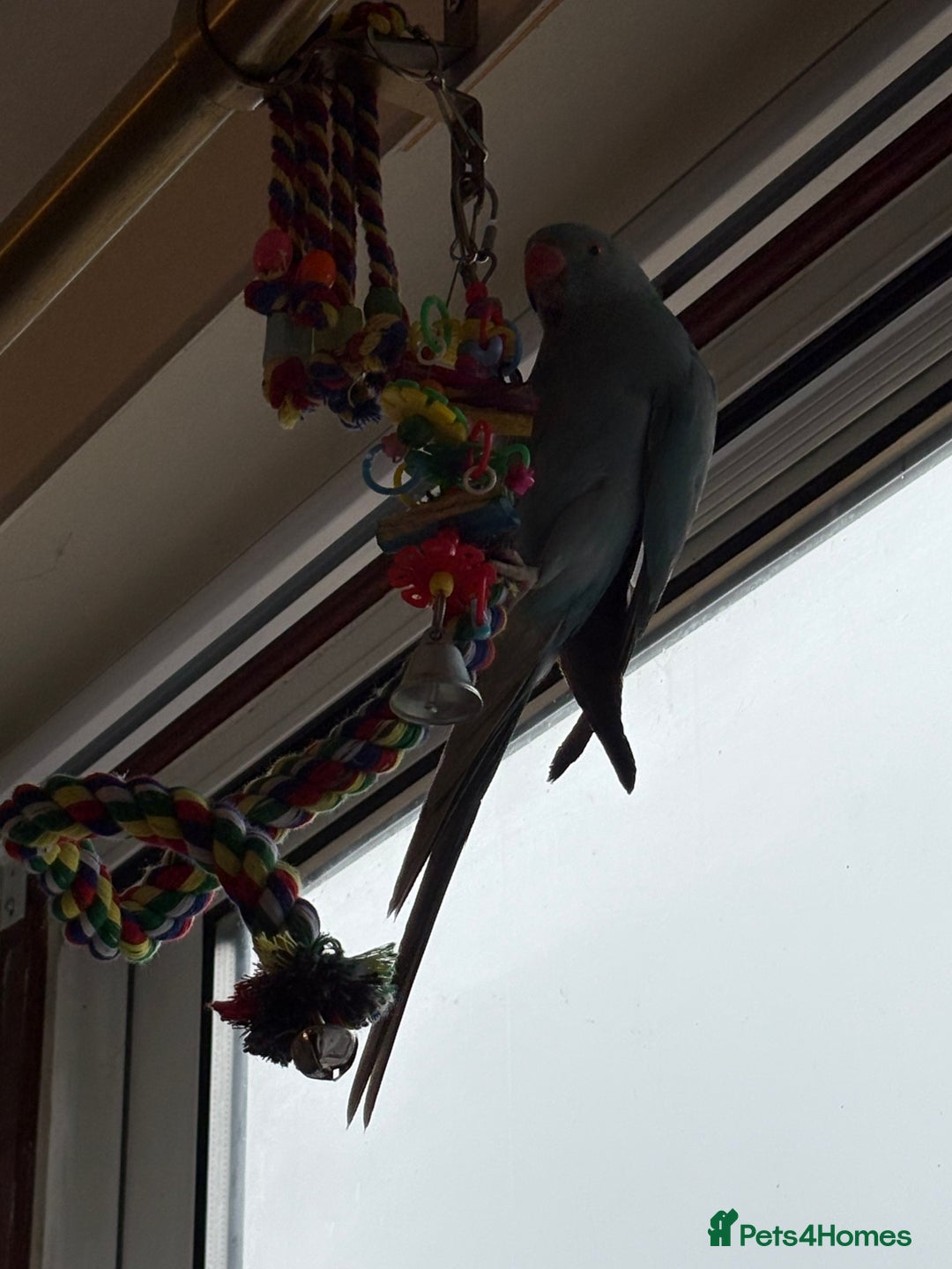 Parakeets birds for sale: Beautiful Blue Ring Neck Parakeet  - Advert 6