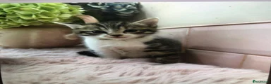 Scottish Fold 4