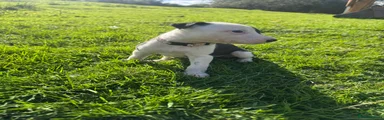Lurcher 7
