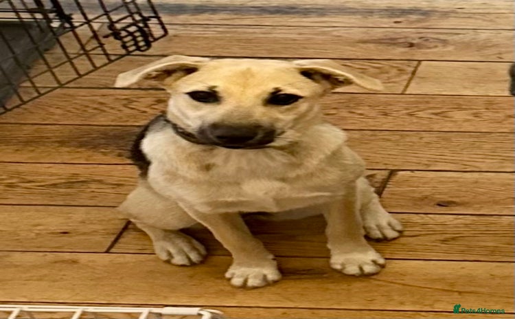 Mixed Breed dogs - Advert 3