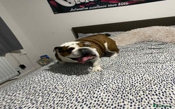 English Bulldog dogs for sale: British bulldog holly  - Image 5