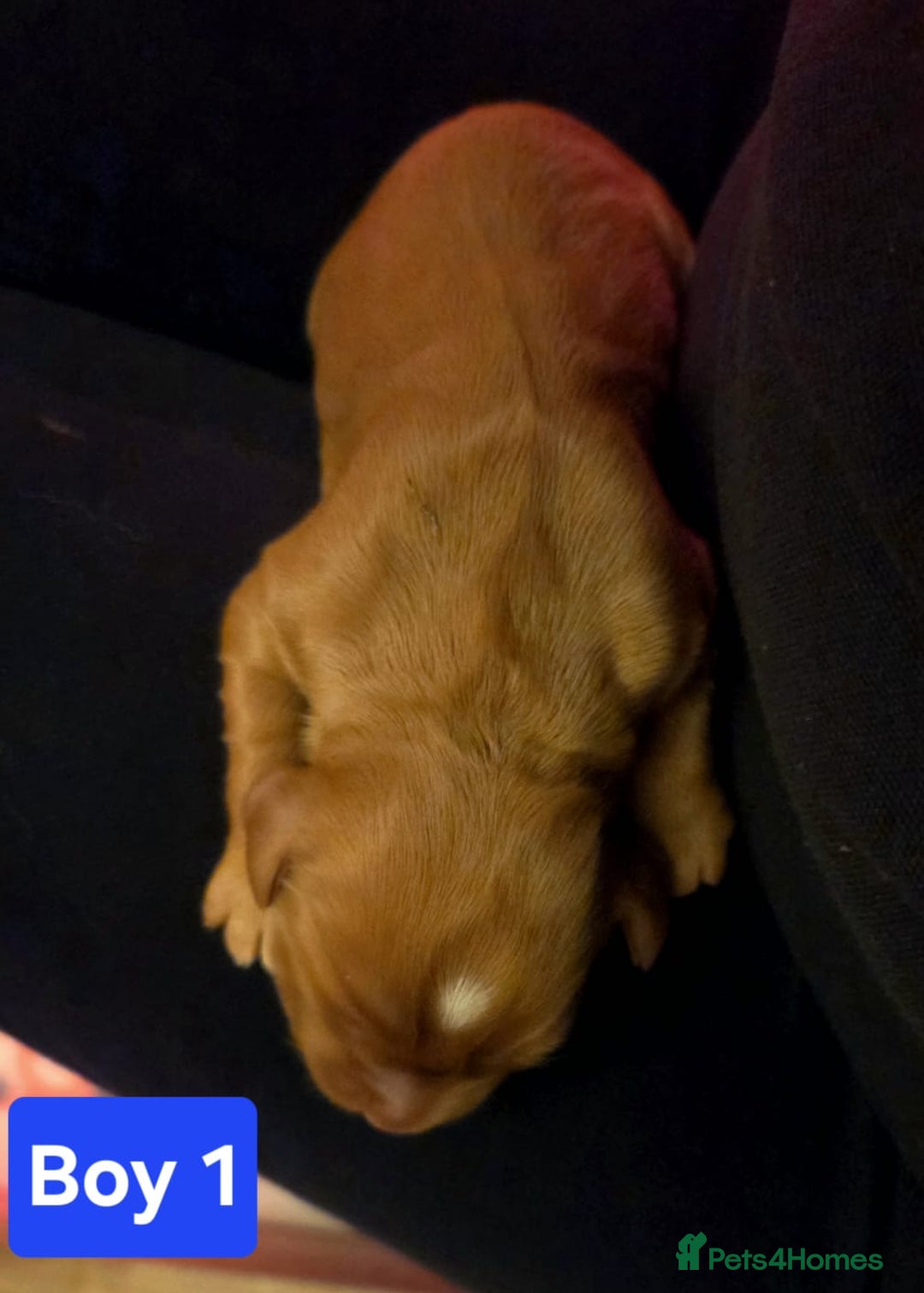 Cocker Spaniel dogs for sale: Stunning KC reg red working cocker pups - Advert 8