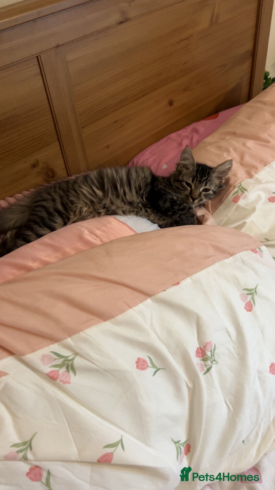 British Longhair cats for sale: 2 kittens looking for a new home  - Advert 5