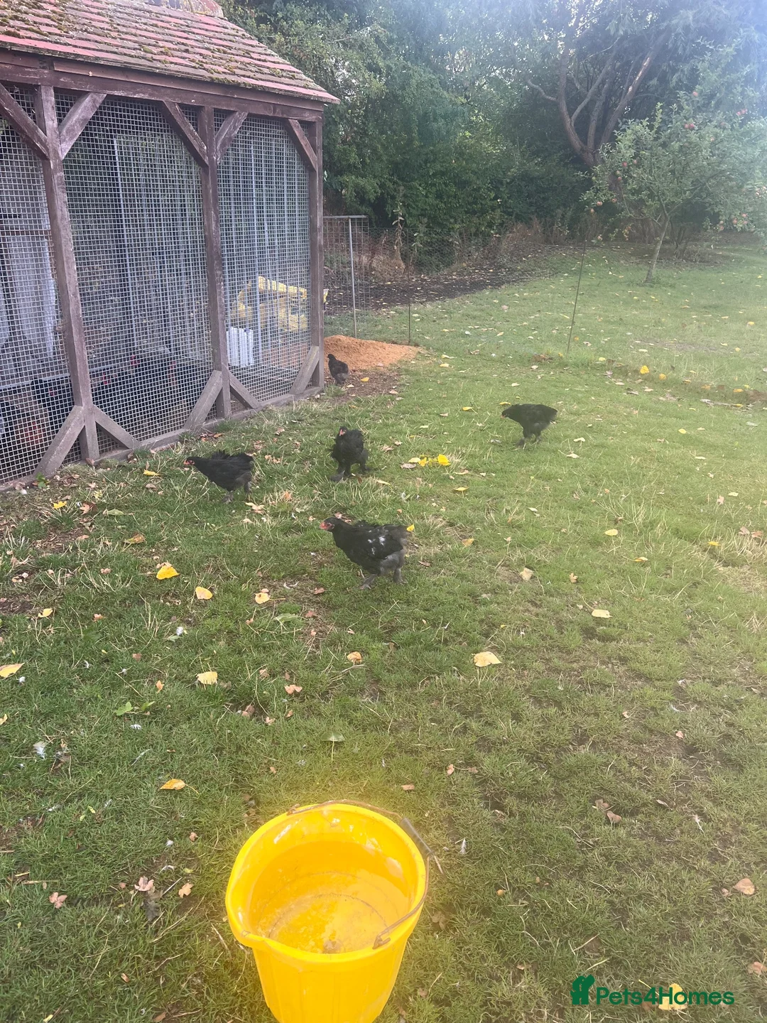 Chickens poultry for sale: Brahma hens  in Chinnor - Advert 2