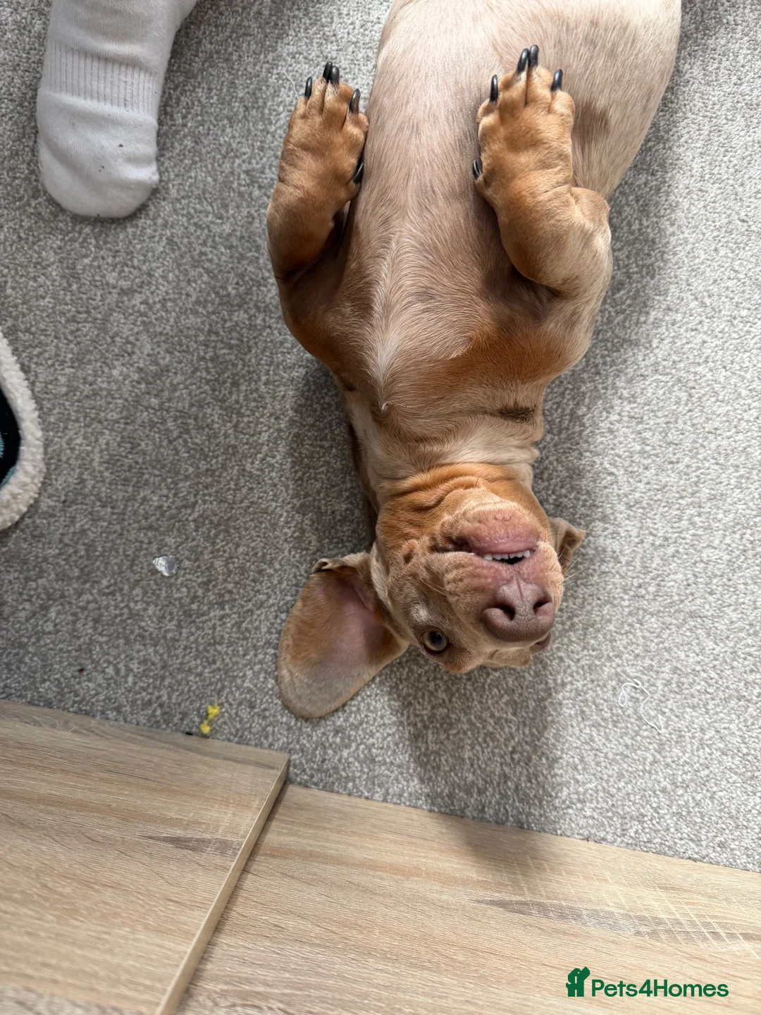 Miniature Dachshund dogs for sale: 2yo miniature dachshund  in Nuneaton - Advert 1