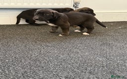 Mixed Breed dogs for sale: Great Dane X German Shepherd’s  - Image 18