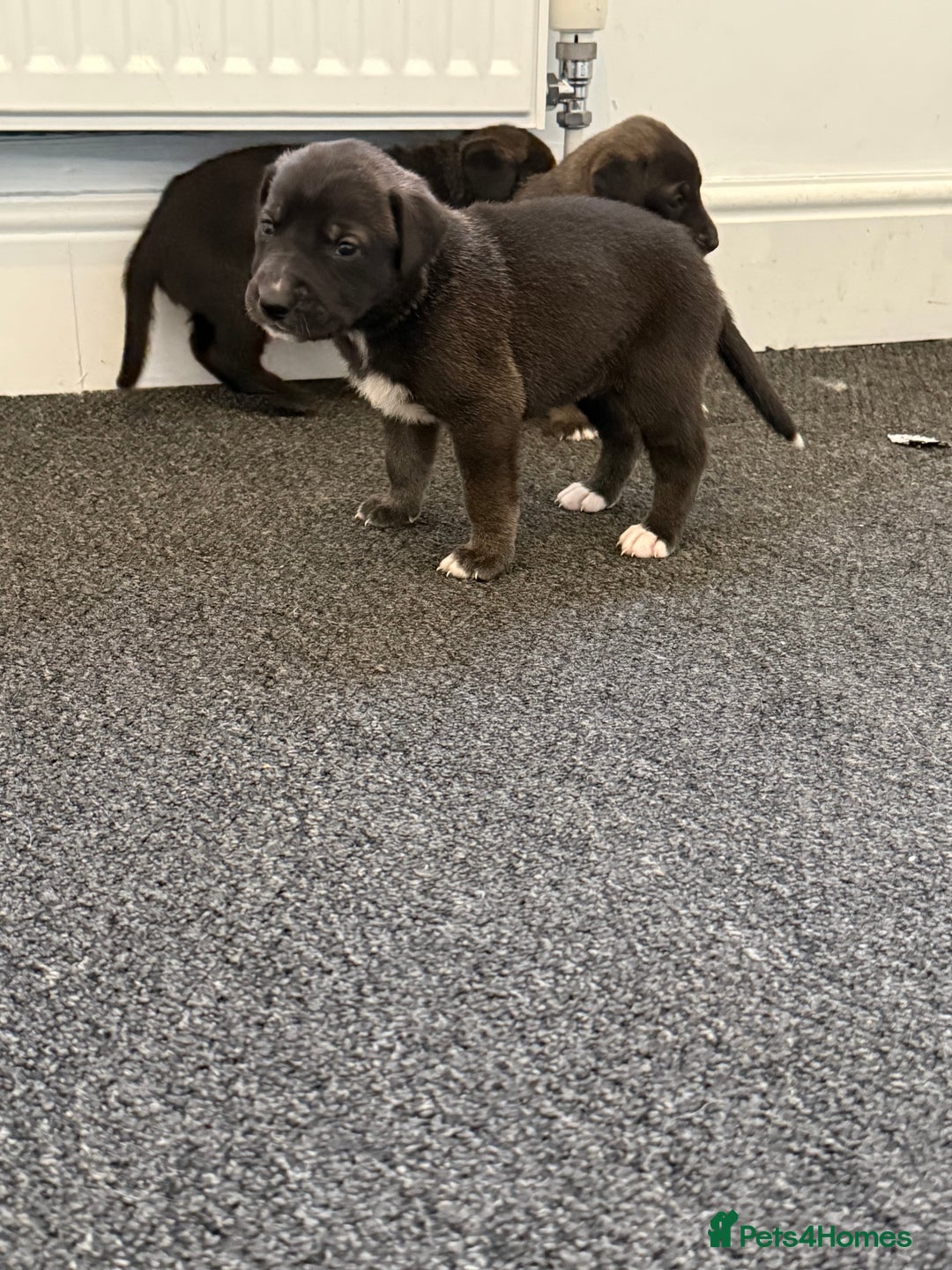 Mixed Breed dogs for sale: Great Dane X German Shepherd’s  - Image 18