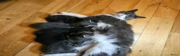Mixed Breed cats for sale: Amazing kittens - Advert 2