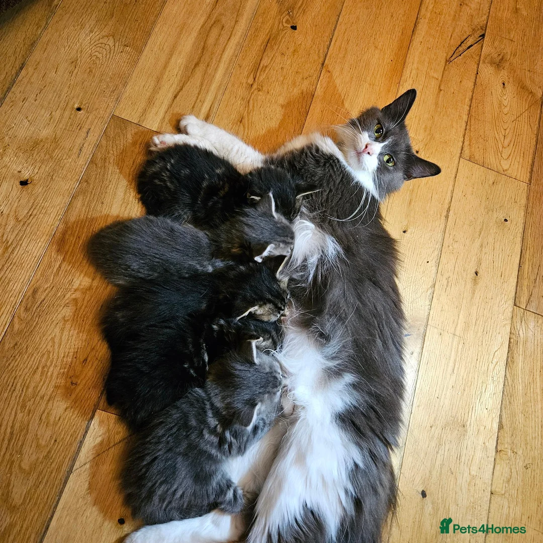 Mixed Breed cats for sale: Amazing kittens - Advert 2