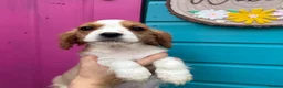 Cavalier King Charles Spaniel dogs for sale: Beautiful litter of cuteness - Advert 5