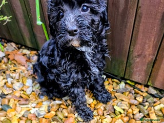 Cockapoo dogs Fantastic f1b toy cockapoo puppies - Advert 12