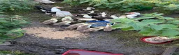 Ducks poultry for sale: Unsexed moscovy ducks  - Advert 5