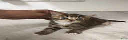 Mixed Breed cats for sale: 💖 Gorgeous British Shorthair Mix Kittens –  🐾 in Peterborough - Advert 9