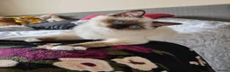 Ragdoll cats for sale: Fluffy ragdoll boy - Advert 2