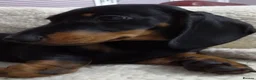 Mixed Breed dogs for sale: Schnoxie puppies  - Advert 6