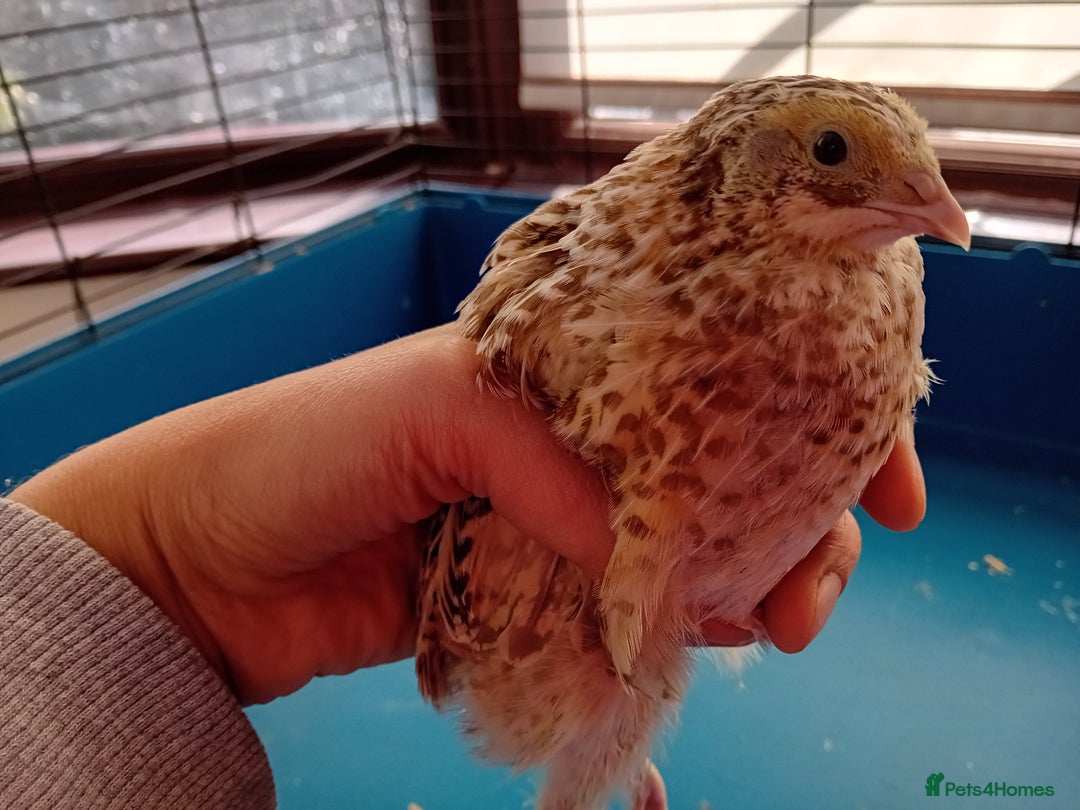 Quail poultry for sale: 6 x Healthy Young Quail – Ready for New Homes - Image 8