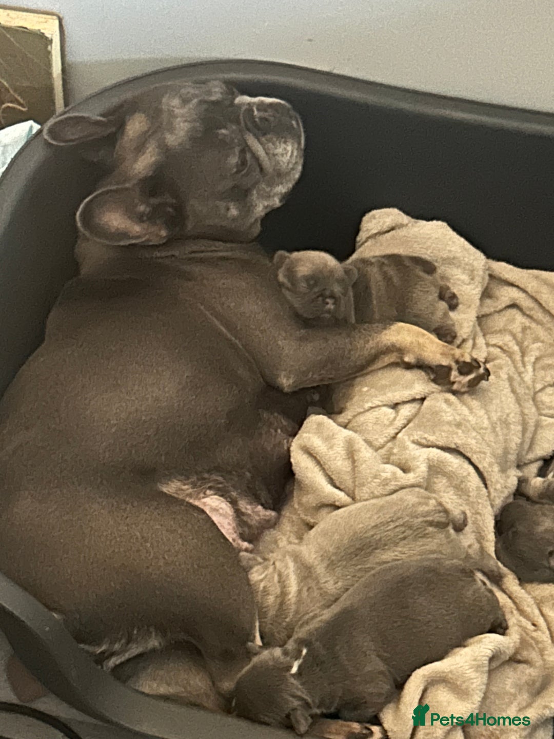French Bulldog dogs for sale: 3 x Stunning French Bulldog Puppies  - Advert 8
