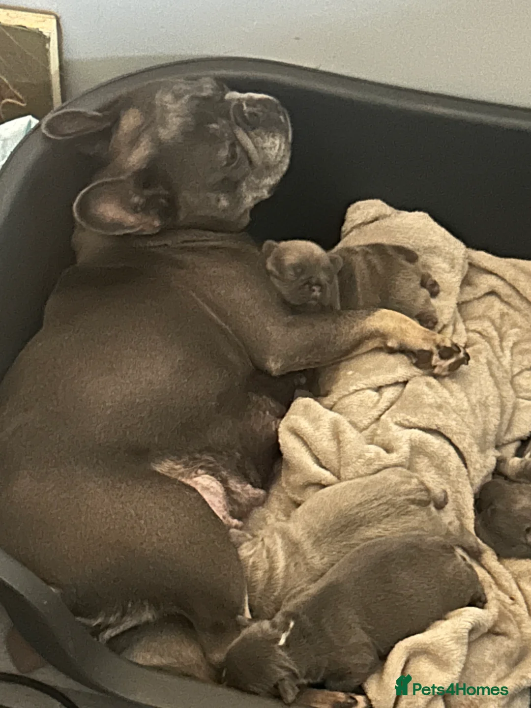 French Bulldog dogs for sale: *LAST ONE* Stunning French Bulldog Puppy - Advert 8