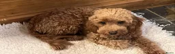 Cavapoo dogs for sale: F1B 2y.o. Female Cavapoo+Vetchecked+Health Tested. - Advert 5
