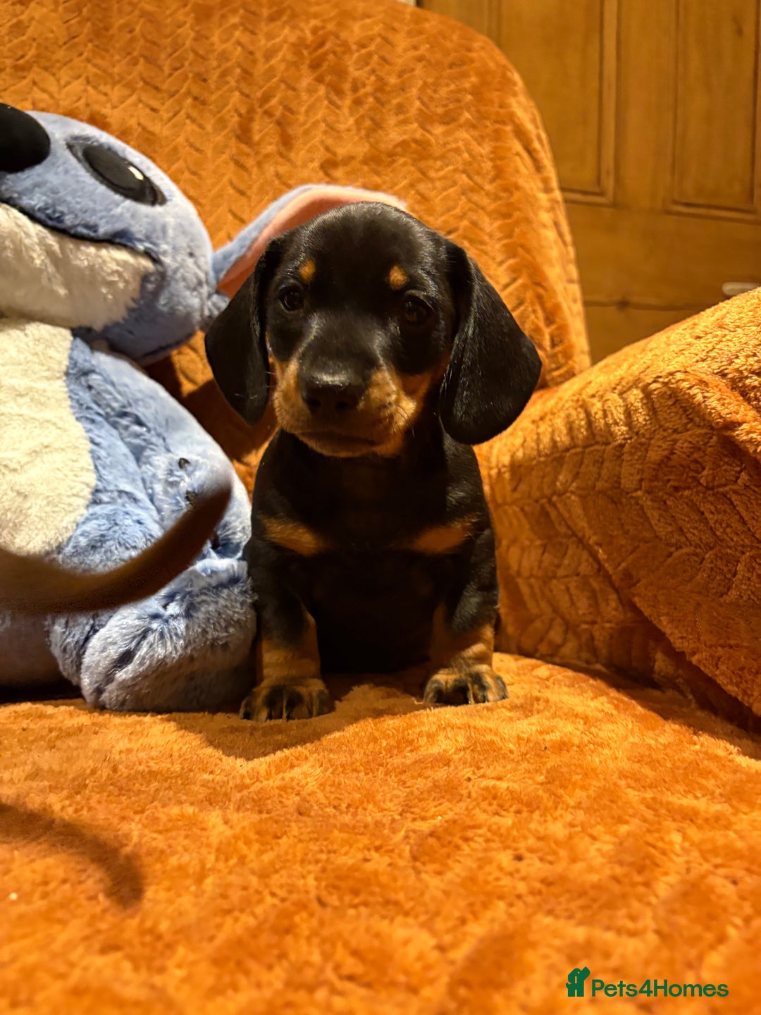 Miniature Dachshund dogs for sale: Beautiful boys  - Advert 1