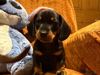 Miniature Dachshund dogs Beautiful boys - Advert 9