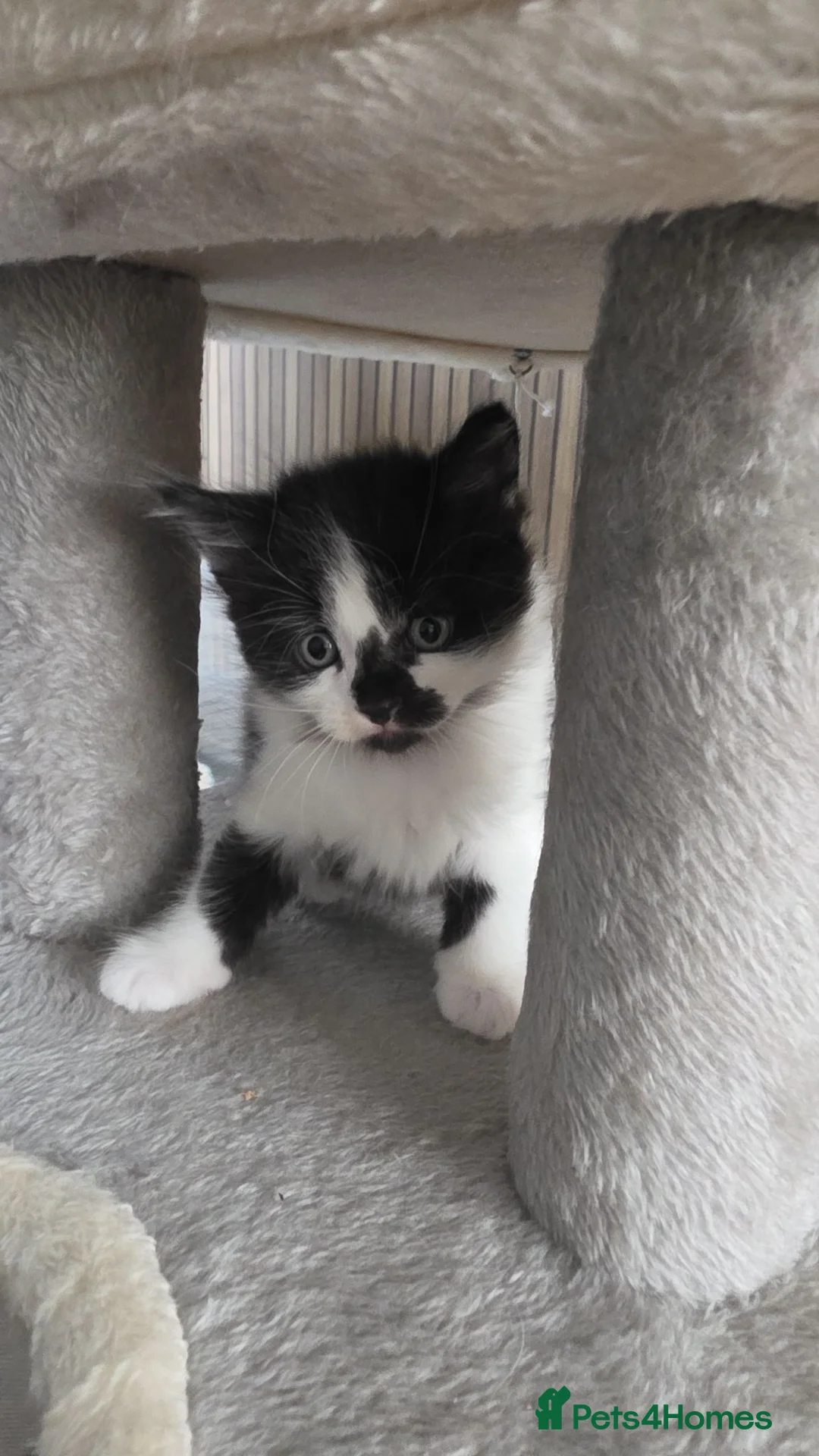 Mixed Breed cats for sale: 4 funny, playful, loving beautiful kittens  in Dunfermline - Advert 2