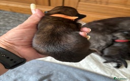 Shih Tzu dogs for sale: 2x girls  - Image 5