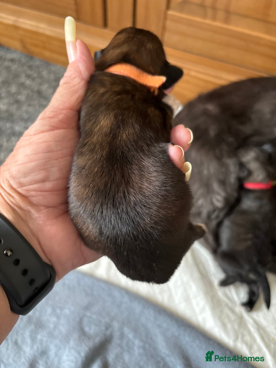 Shih Tzu dogs for sale: 2x girls  - Image 5