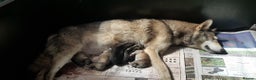 Northern Inuit dogs for sale: RARE BREED TAMASKAN Registered and Embarked - Advert 2